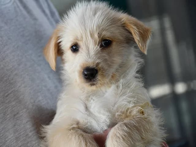 Mila, Mixed Breed (ProTier e.V.)