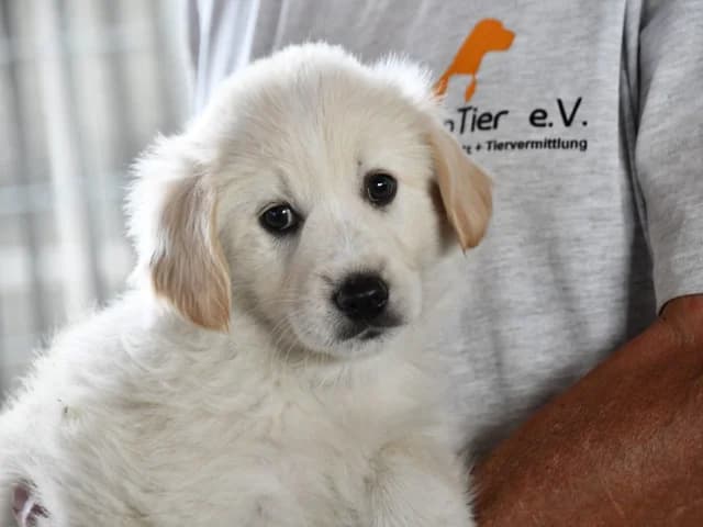 Shiro, Mixed Breed (ProTier e.V.)