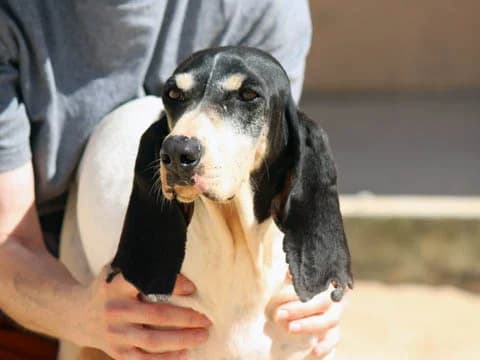 Diana, Mixed Breed (ProTier e.V.)
