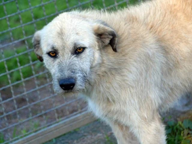Tissen, Mixed Breed (ProTier e.V.)