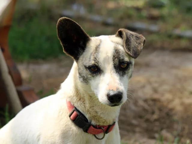 Pinuccia, Mixed Breed (ProTier e.V.)