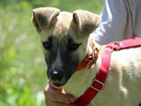 Pluma, Mixed Breed (ProTier e.V.)