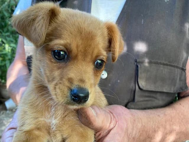 Pia, female Mixed Breed for adoption at ProTier e.V.
