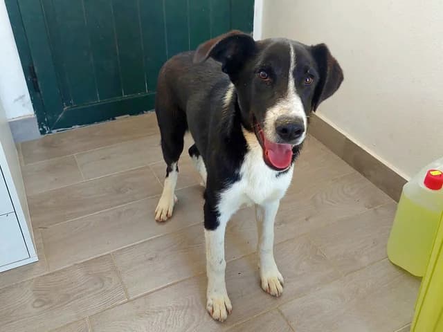 Capitano, male puppy Mixed Breed for adoption at ProTier e.V.
