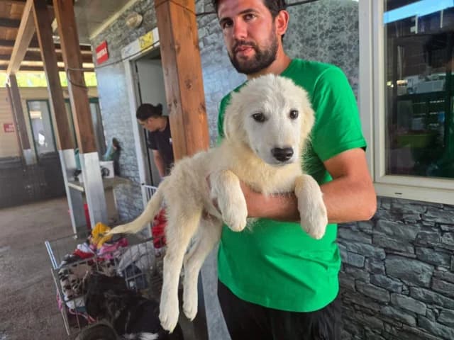Ade, male puppy Mixed Breed for adoption at ProTier e.V.