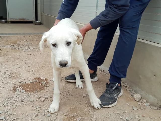 Pingo, male puppy Mixed Breed for adoption at ProTier e.V.