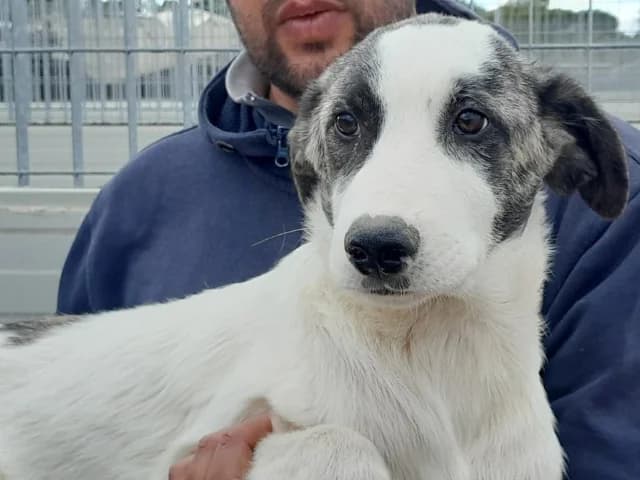 Pascal, male puppy Mixed Breed for adoption at ProTier e.V.