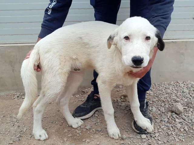 Perro, male puppy Mixed Breed for adoption at ProTier e.V.