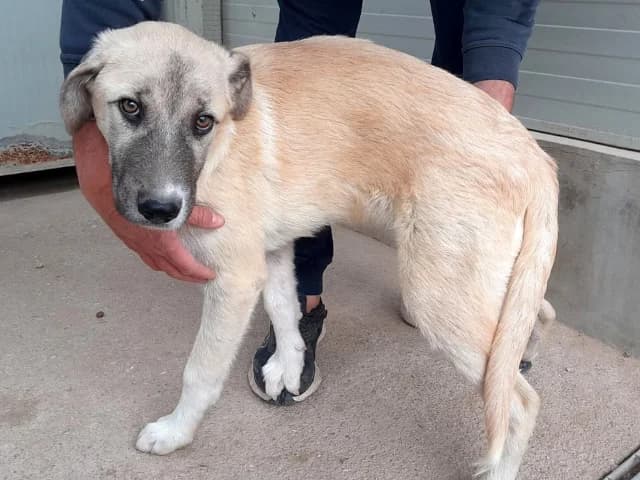Pampero, male puppy Mixed Breed for adoption at ProTier e.V.