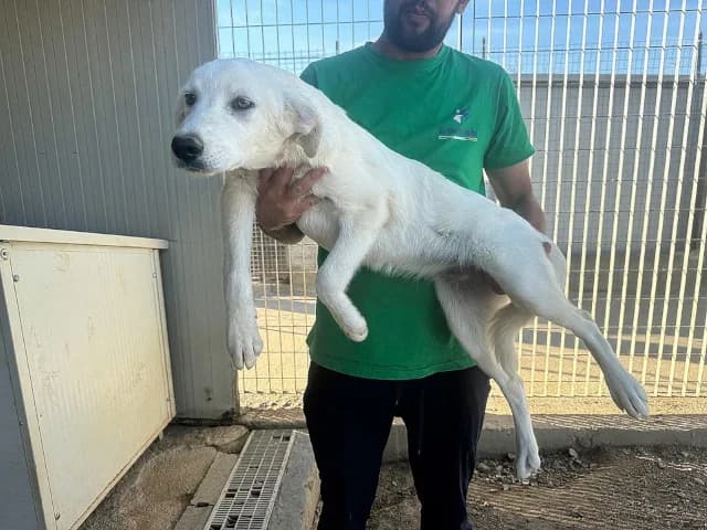 Pangea, female puppy Mixed Breed for adoption at ProTier e.V.