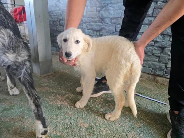 Alexa, female puppy Mixed Breed for adoption at ProTier e.V.