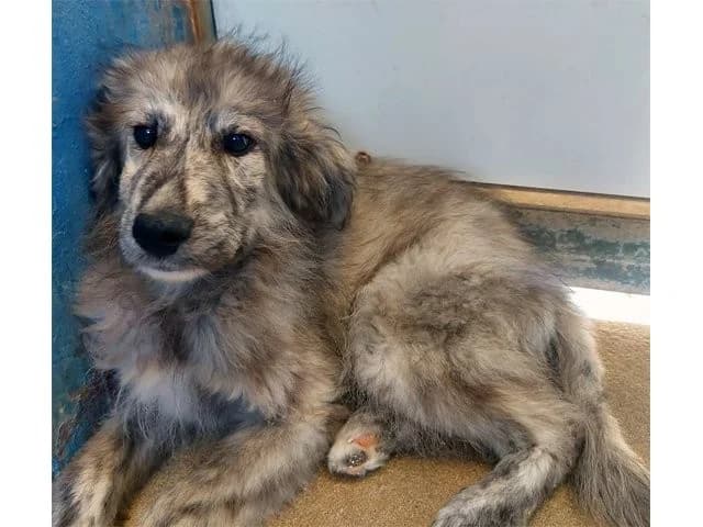 Pedro, male puppy Mixed Breed for adoption at ProTier e.V.