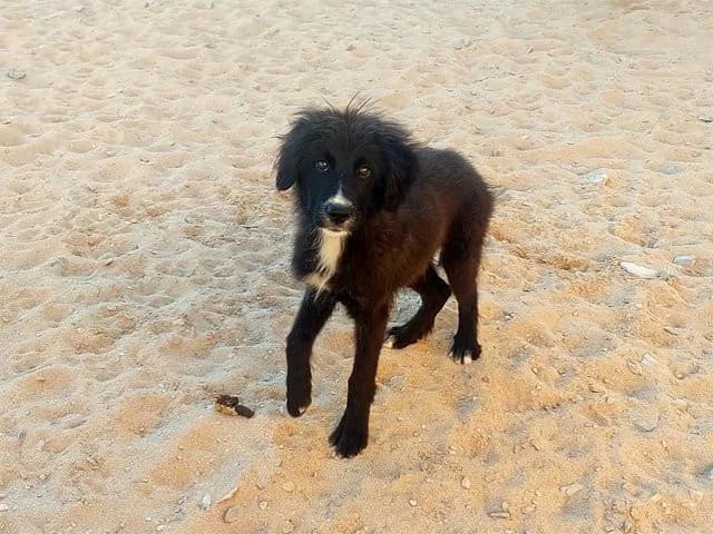 Pinco, male puppy Mixed Breed for adoption at ProTier e.V.