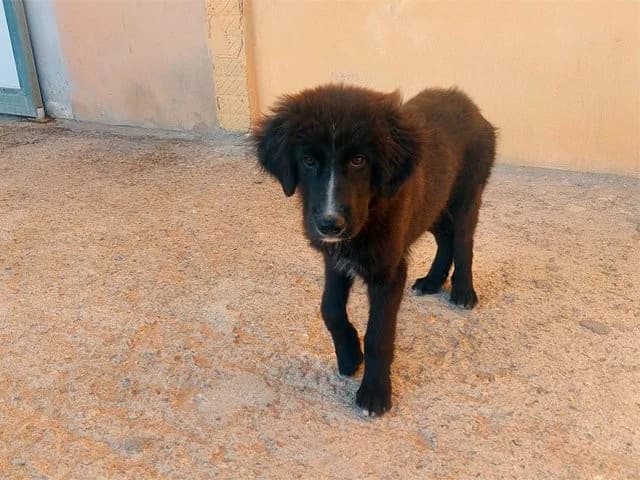 Pier, male puppy Mixed Breed for adoption at ProTier e.V.