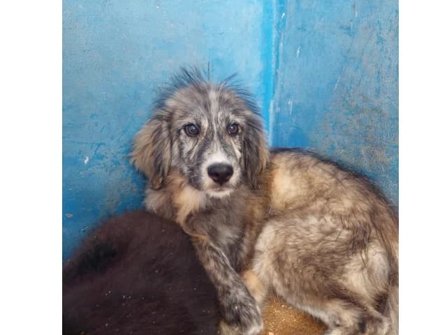 Puccio, male puppy Mixed Breed for adoption at ProTier e.V.