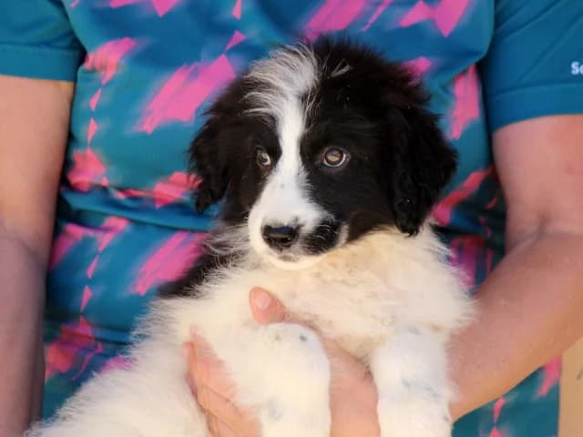 Pol, male puppy Mixed Breed for adoption at ProTier e.V.