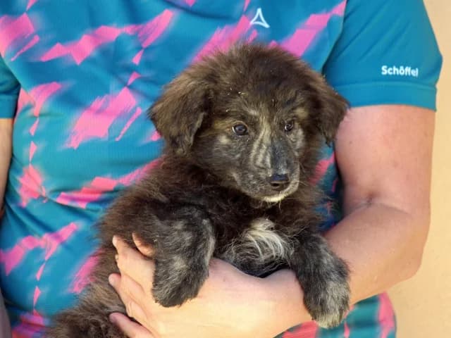 Pietro, male puppy Mixed Breed for adoption at ProTier e.V.