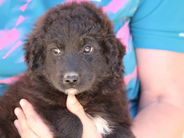 Petra, female puppy Mixed Breed for adoption at ProTier e.V.