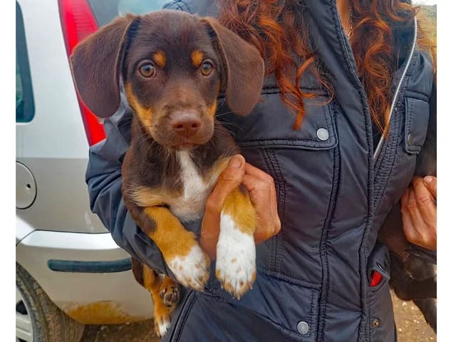 Dario, male puppy Mixed Breed for adoption at ProTier e.V.