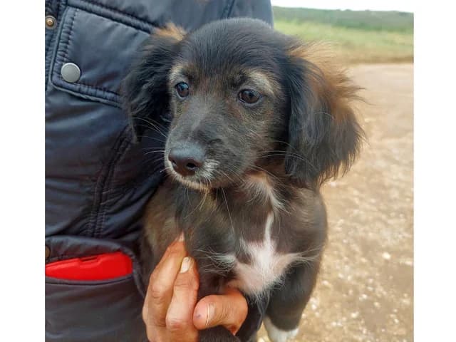 Dino, male puppy Mixed Breed for adoption at ProTier e.V.