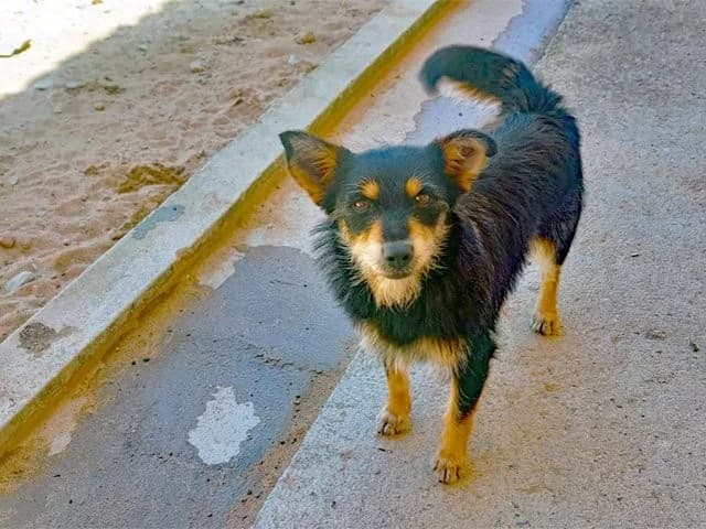 Mimosa, female young Mixed Breed for adoption at ProTier e.V.