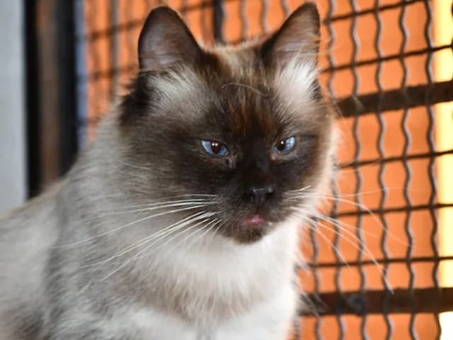 Luca, male 5yo mixed breed for adoption at ProTier e.V.