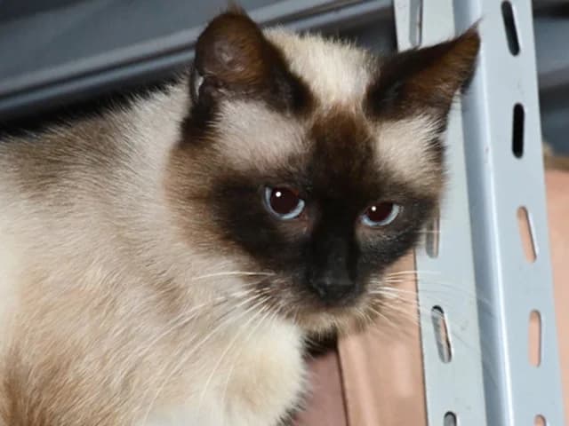 Luce, female 4yo mixed breed for adoption at ProTier e.V.
