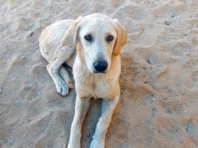 Buba, female puppy Mixed Breed for adoption at ProTier e.V.