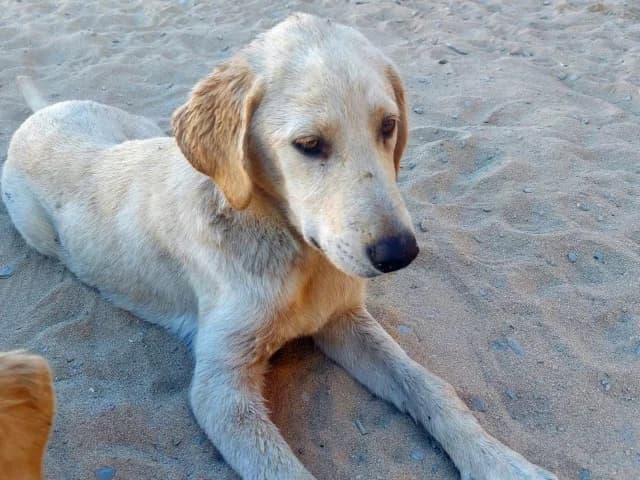 Berto, male puppy Mixed Breed for adoption at ProTier e.V.