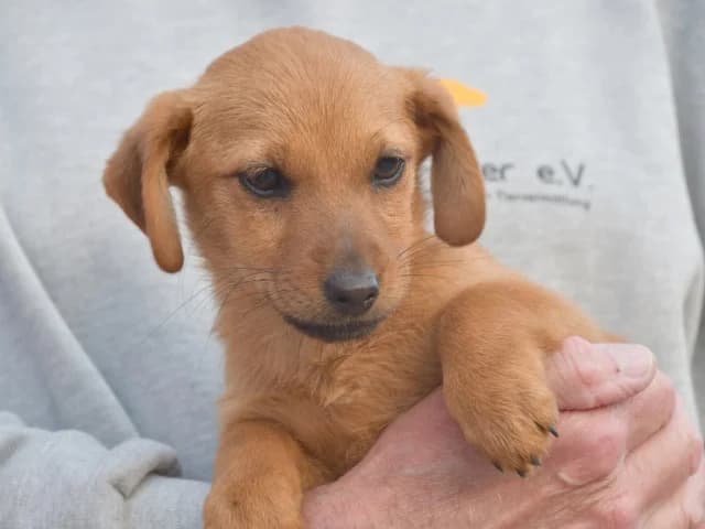 Francesca, female puppy Mixed Breed for adoption at ProTier e.V.