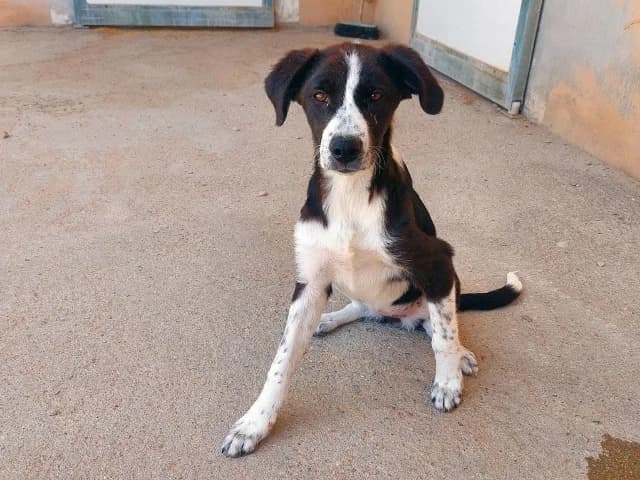 Andromeda, female puppy Mixed Breed for adoption at ProTier e.V.