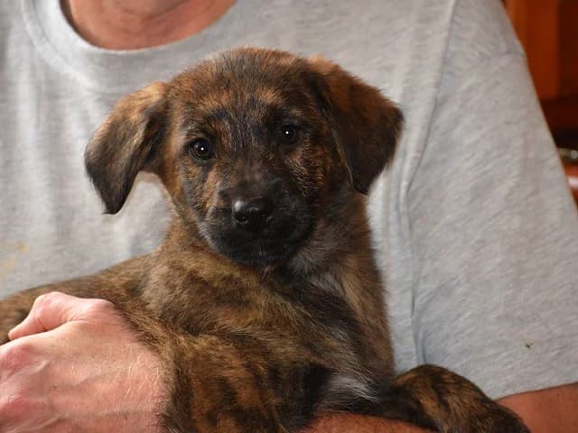 Iena, female senior Mixed Breed for adoption at ProTier e.V.