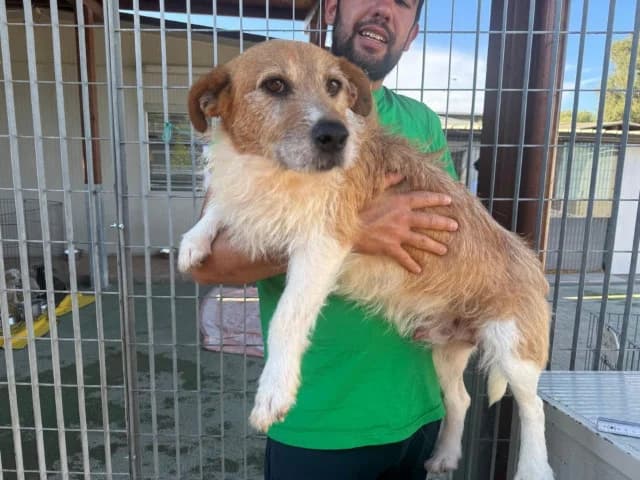 Pimpinello, male Mixed Breed for adoption at ProTier e.V.