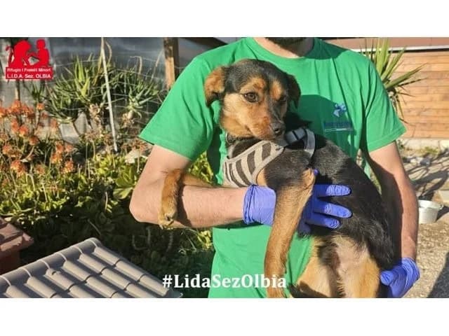 Zizo, male young Mixed Breed for adoption at ProTier e.V.