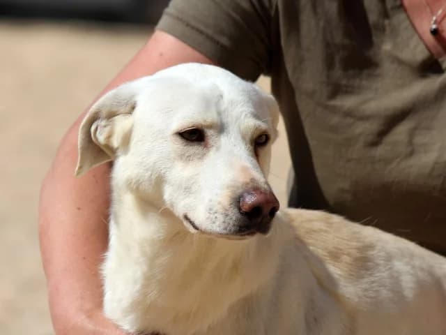 Teclo, male 3yo Mixed Breed for adoption at ProTier e.V.