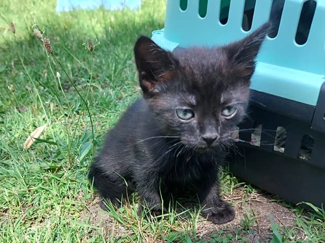 Alf, male mixed breed for adoption at ProTier e.V.