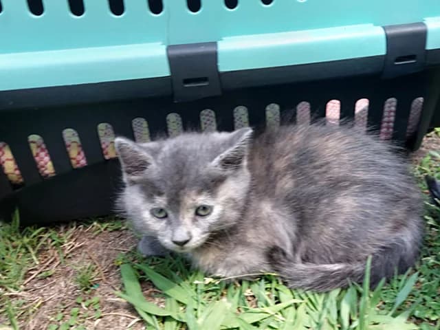 Alba, female mixed breed for adoption at ProTier e.V.