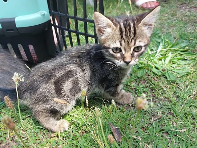Asia, female mixed breed for adoption at ProTier e.V.