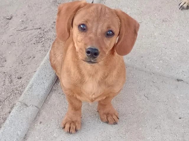 Biondo, male puppy Mixed Breed for adoption at ProTier e.V.