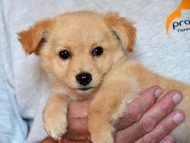 Dexter, male Mixed Breed for adoption at ProTier e.V.