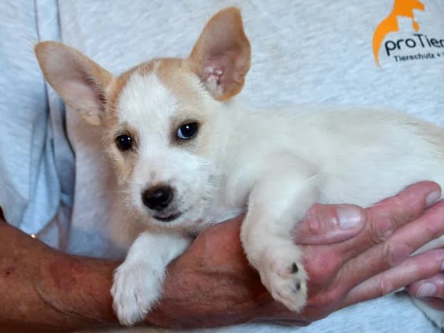 Danny, male Mixed Breed for adoption at ProTier e.V.