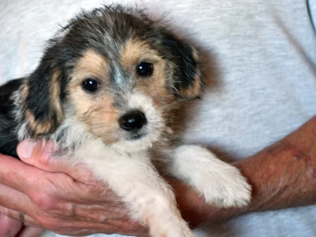 Daniel, male Mixed Breed for adoption at ProTier e.V.