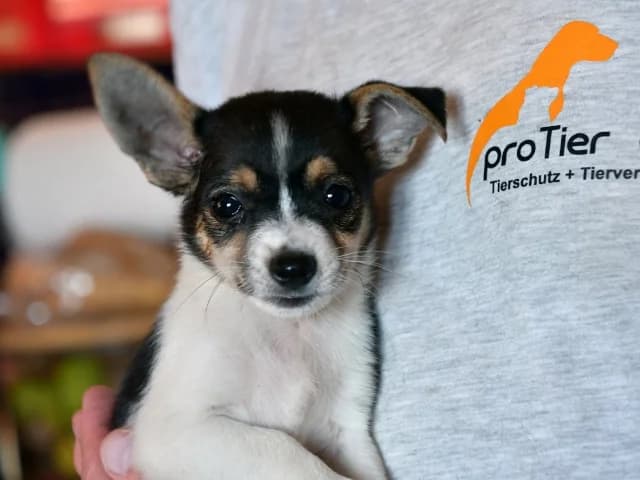 Diletta, female Mixed Breed for adoption at ProTier e.V.