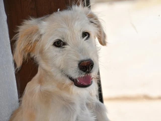 Susanna, female puppy Mixed Breed for adoption at ProTier e.V.