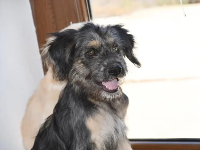 Serse, male puppy Mixed Breed for adoption at ProTier e.V.