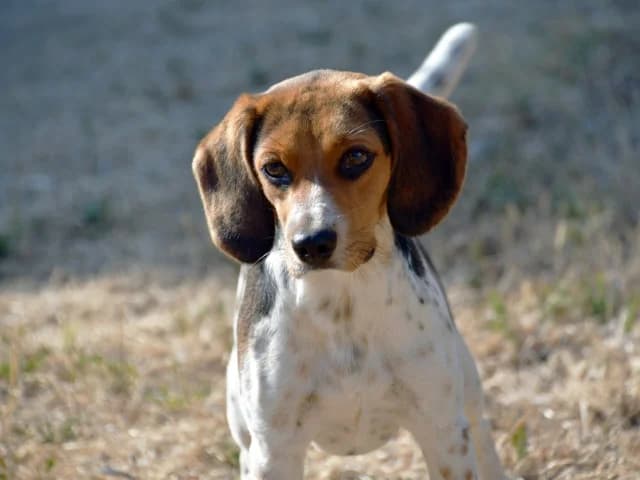 Flora, female puppy Mixed Breed for adoption at ProTier e.V.