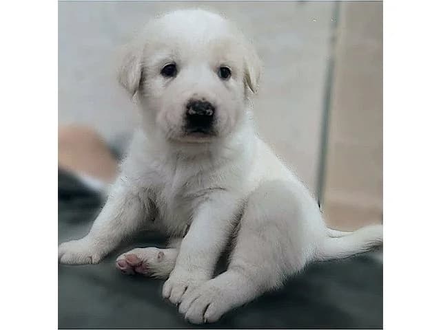 Igor, male puppy Mixed Breed for adoption at ProTier e.V.