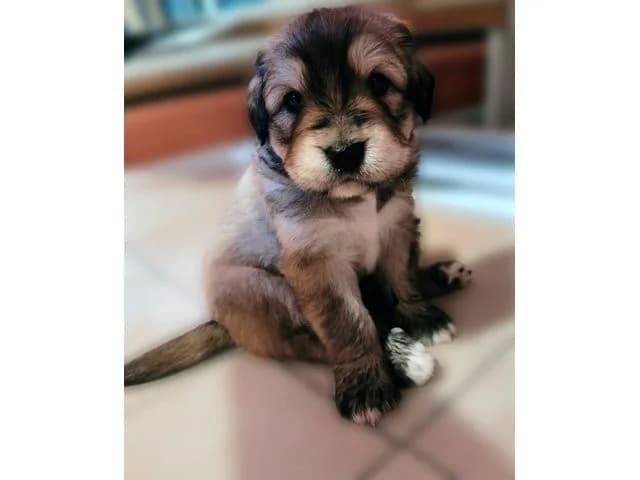 Ila, female puppy Mixed Breed for adoption at ProTier e.V.