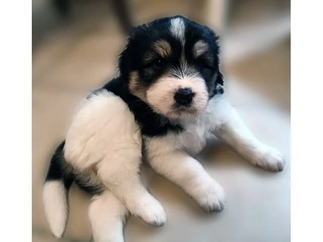 Ignusa, female puppy Mixed Breed for adoption at ProTier e.V.