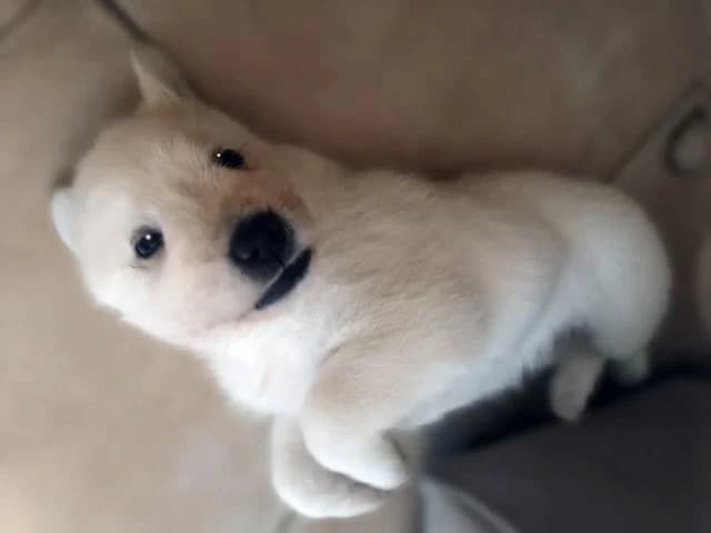 Ines, female puppy Mixed Breed for adoption at ProTier e.V.